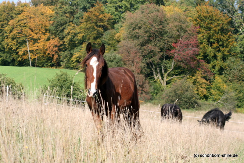 Shire Horse Jährlingshengst "Marieth Mighty Mo" Herbst 2015